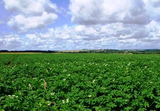 草原,自然公园,天空,湖泊,蔬菜,索姆土豆