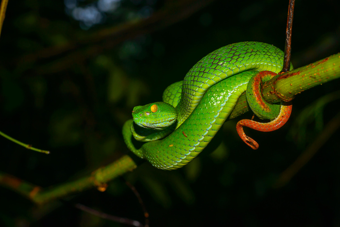 Trimeresurus巨眼，大眼的vi蛇-考艾国家公园