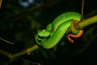 Trimeresurus巨眼，大眼的vi蛇-考艾国家公园