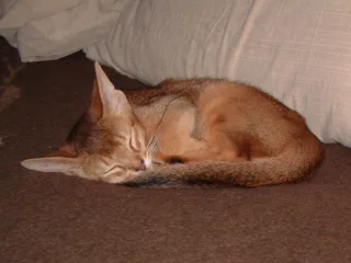 阿比西尼亚猫,工艺品,床,小狗,懒猫,小猫球（1）