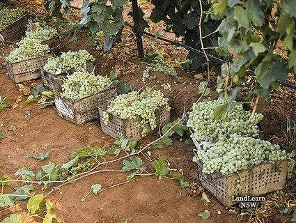 鲜食葡萄收获葡萄，新南威尔士州Dareton