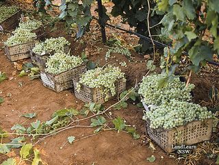 鲜食葡萄收获葡萄，新南威尔士州Dareton