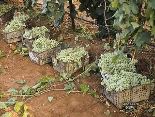 鲜食葡萄收获葡萄，新南威尔士州Dareton