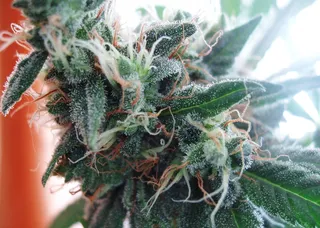 白寡妇Trichomes-盛开-查看大!!