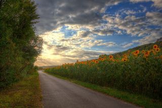 夏季韦斯特法里卡门