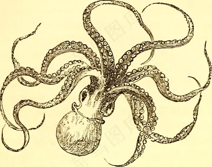 图像素材,工笔画,图画,复古花纹,桌面花纹,图片来自“用于家庭和学校的儿童自然书：旨在帮助母亲和教师培训儿童观察自然的方法”的第139页（1886年）