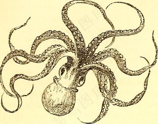 图像素材,工笔画,图画,复古花纹,桌面花纹,图片来自“用于家庭和学校的儿童自然书：旨在帮助母亲和教师培训儿童观察自然的方法”的第139页（1886年）