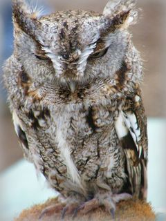 裙子,雕鸮,民岛角,领角,工艺品,东部鱼鹰猫头鹰