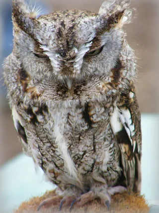 裙子,雕鸮,民岛角,领角,工艺品,东部鱼鹰猫头鹰