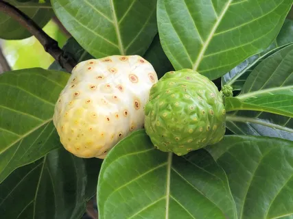 诺丽果,番荔枝,虎门番荔枝,荔枝,秘鲁番荔枝,诺丽果 诺丽果,番荔枝,虎门番荔枝,荔枝,秘鲁番荔枝,诺丽果