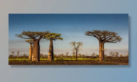 面包树,猴面包树,树,波巴布树,天空,猴面包树大道附近