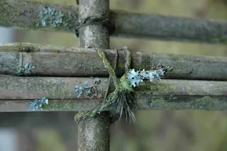 地衣，竹篱笆，长满苔藓的麻线，韦奇伍德，西雅图，华盛顿，美国