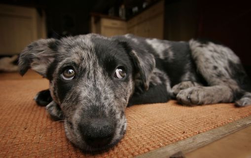 狗,小狗,惠比特犬,玩具,意大利灵缇犬,大狗在哪里？