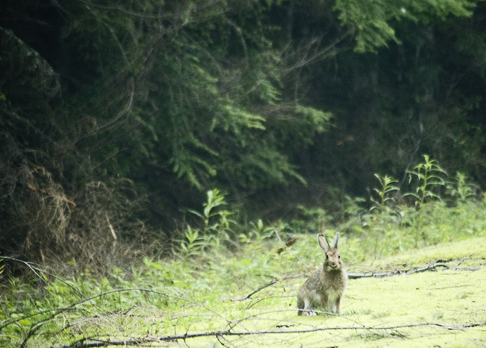 snowshoe_hare_swart_odfw
