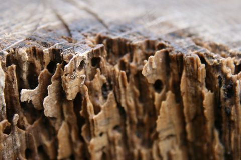 工艺品,石头,蘑菇,山峦,虫子,白蚁损害