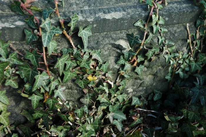 树,盆栽植物,灰绿藜,白苞蒿,沙生马齿苋,常春藤