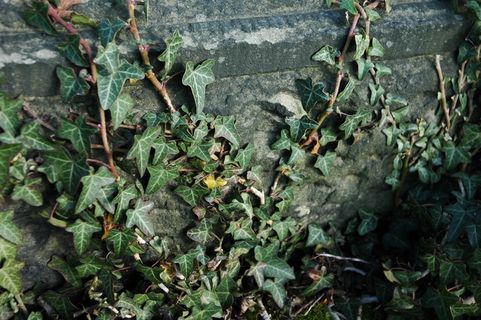 树,盆栽植物,灰绿藜,白苞蒿,沙生马齿苋,常春藤