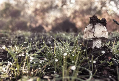 白腿小隼,墨汁鬼伞,双领鸻,沙丘歌百灵,旋木雀,再生 白腿小隼,墨汁鬼伞,双领鸻,沙丘歌百灵,旋木雀,再生