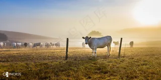 哺乳类,屏幕截图,风景,天空,原羚,独来独往