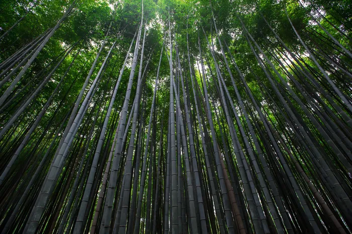 日本京都竹林