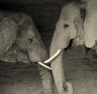 非洲象,亚洲象,大象,工艺品,非洲森林象,老朋友