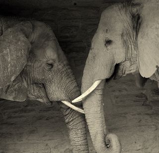 非洲象,亚洲象,大象,工艺品,非洲森林象,老朋友