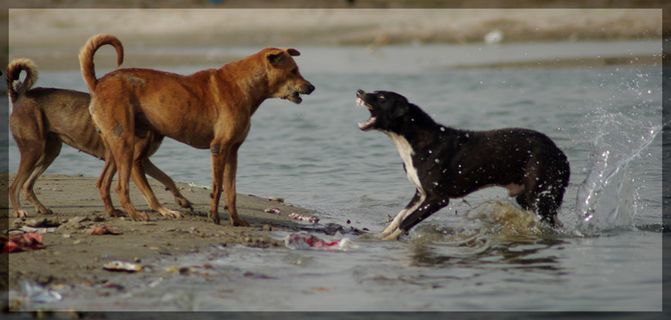 哺乳动物,油画,卡通动漫人物,豺狗,图画,退后