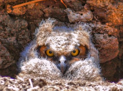 年轻的大角O 年轻的大角O