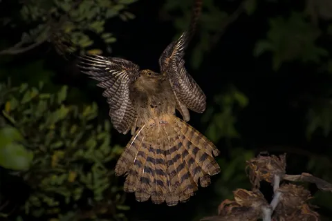 鸟类,盆栽植物,凤头蜂鹰,凤头鹰,仙人球,Urutau-pardo（Nyctibius aethereus longicaudatus）
