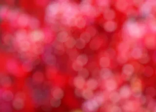 云南樱花,枫叶,美洲卫矛,花背景,红枫,红色和粉红色的散景纹理