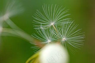 蒲公英,蓟花,薄公英,蒲公英图片,盆栽植物,蒲公英烟花[浏览]