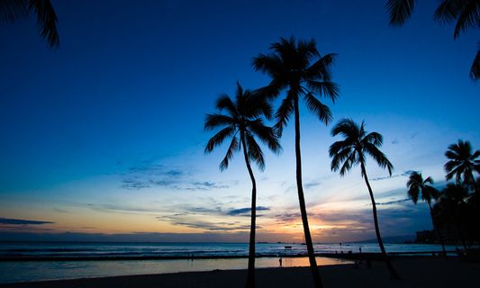 椰子树,海洋,椰树,树,天空,威基基日落
