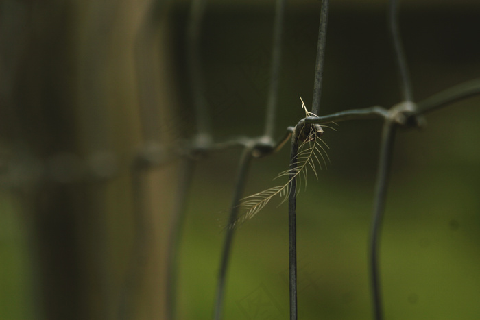 豆娘,竹节虫,杜松蜻蜓,项链,模糊图片,被困！