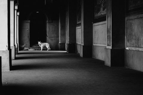 慕尼黑霍夫花园的一头狼