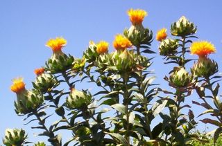 红花,蹄叶橐吾,黄花蓟,花卉,向日葵,库克的黄金