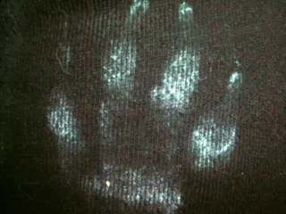 第四天-禁止狗入内