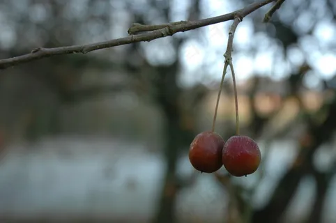 樱桃 樱桃