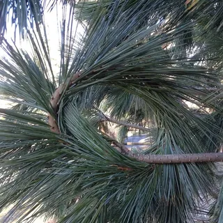 柔松松软，您可以将其树枝打成一个结！这个品种是“范德沃尔夫的金字塔”