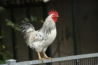 芦花鸡,工艺品,元宝鸡,鸟类,公鸡,公鸡