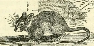 图片来自“自然历史系统：包含人类，四足动物，鸟类，鱼类，爬行动物和昆虫的科学[sic]和流行描述”的页面（1834年）