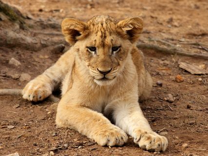 狮子,狮虎兽,小狗,鸟类,猫,幼狮休息