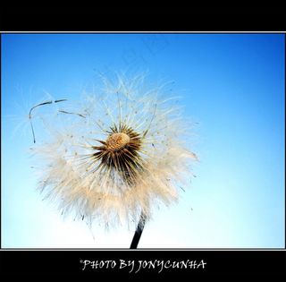 蒲公英,薄公英,蓟花,蒲公英图片,,蒲公英药材