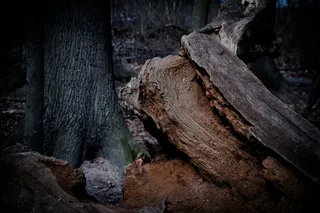 你看到怪物了吗？