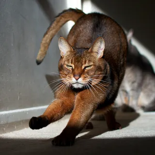 猫,狸花猫,阿比西尼亚猫,索马里猫,美国短毛猫,伸展2