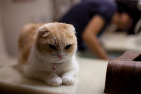 きなこ（Kinako）