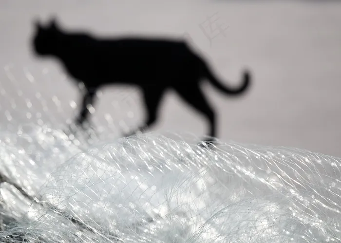 船上的猫