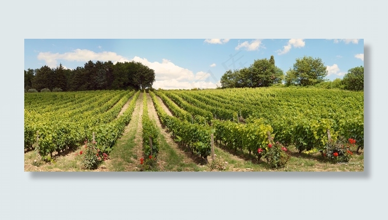 Dans les-Vignes