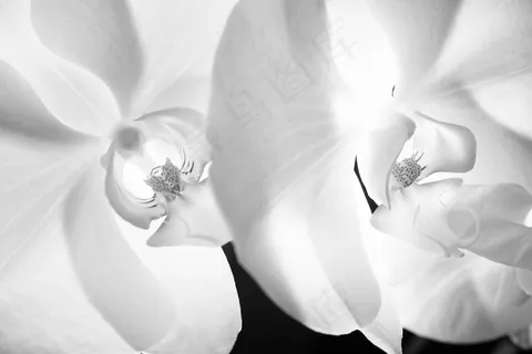 蝴蝶兰,麝香百合,花卉,水芋,马蹄莲,64/366白色阴影 蝴蝶兰,麝香百合,花卉,水芋,马蹄莲,64/366白色阴影