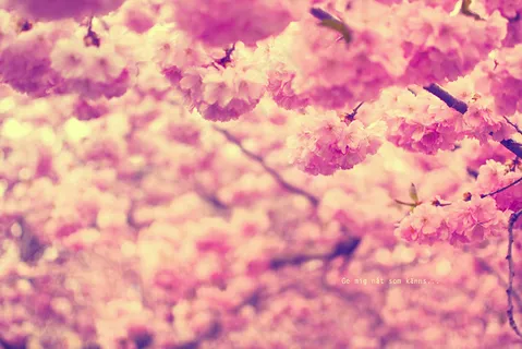 花背景,桌面花纹,碎花布,云南樱花,背景图画,Nåtsomkänns