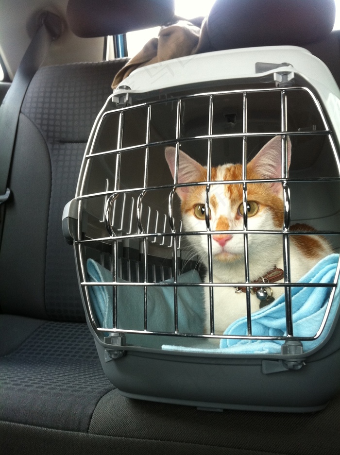 关在笼子里的猫